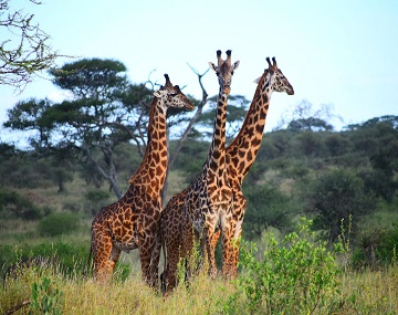 2-days-tarangire-and-ngorongoro-safari-cost 